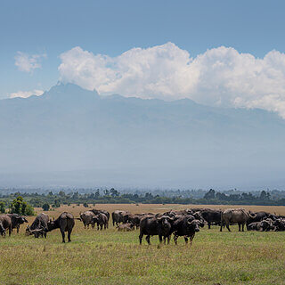 Ol Pejeta - African buffalos